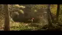 The Fox & the Bird