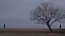 The Seagull