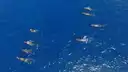 Song of the Sperm Whale