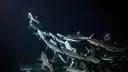 700 Sharks