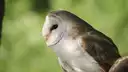 Owl's Odyssey