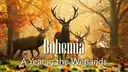 Bohemia: A Year in the Wetlands