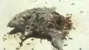 Dead Mouse with Ants