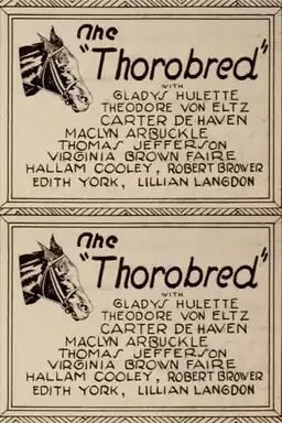 The Thoroughbred