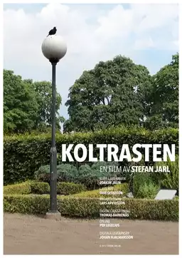 Koltrasten