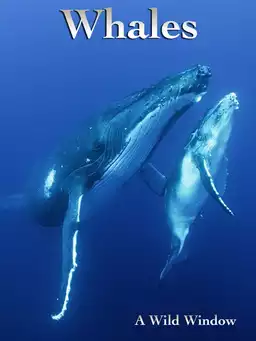 Wild Window: Whales