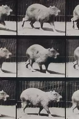 Capybara Walking