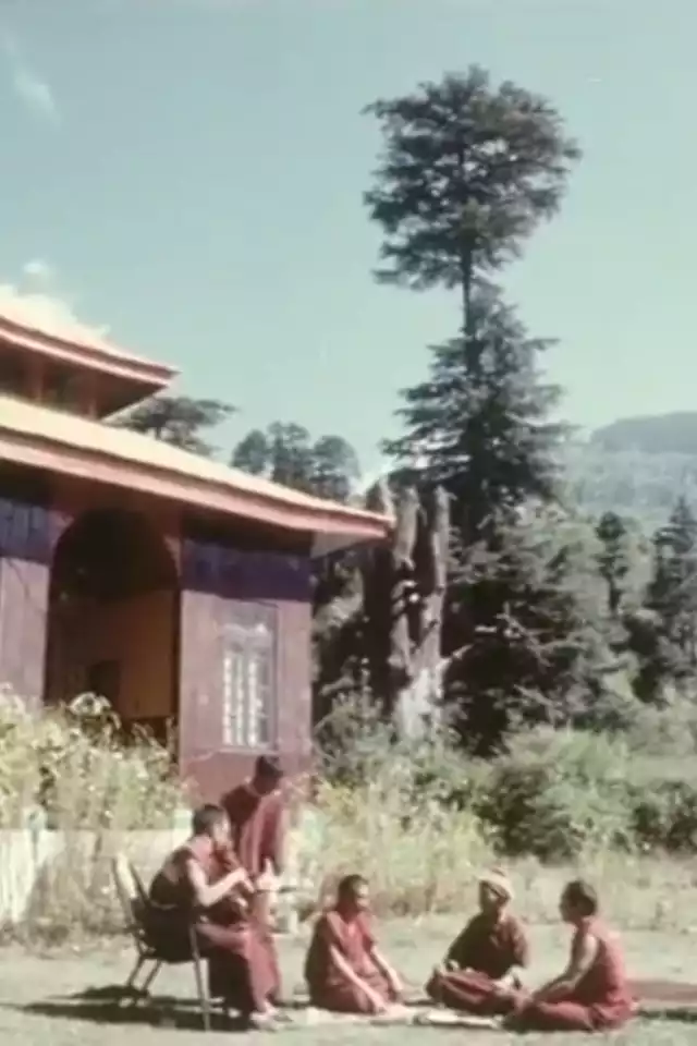 movie vertical poster fallback