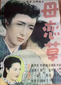 母恋草