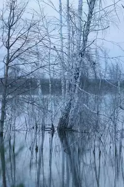 No Shade In The Forest