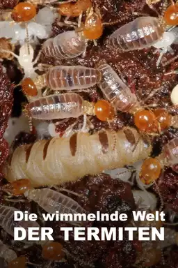 The World According to Termites