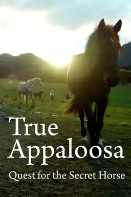 True Appaloosa