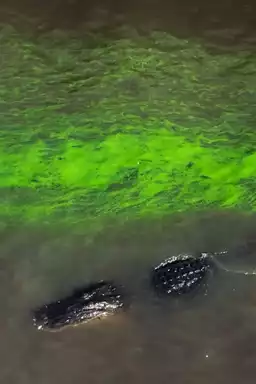 River of Grass