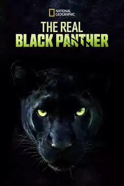 The Real Black Panther