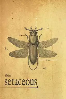 Setaceous