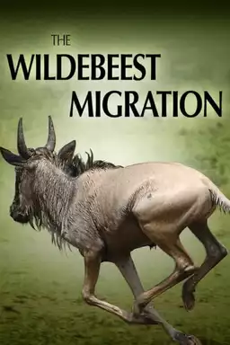 The Wildebeest Migration: Nature's Greatest Journey