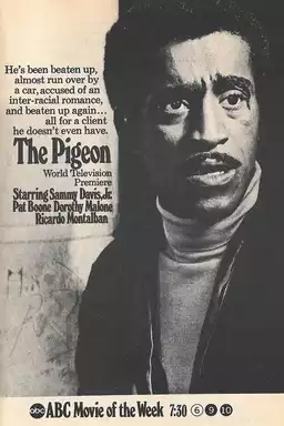 The Pigeon