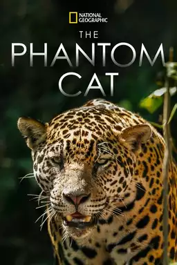 The Phantom Cat