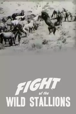 Fight of the Wild Stallions