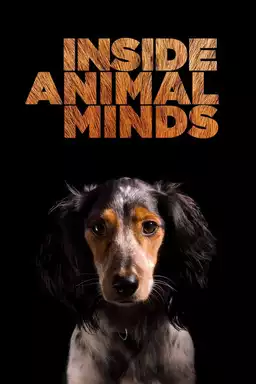 Inside Animal Minds: Dogs & Super Senses