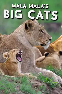 Mala Mala's Big Cats