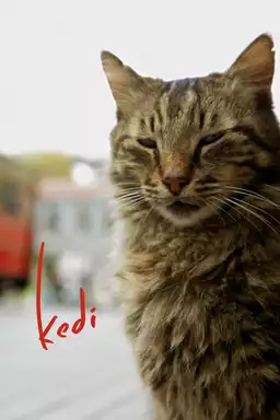movie Kedi
