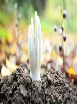 Regeneration