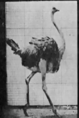 Ostrich Running