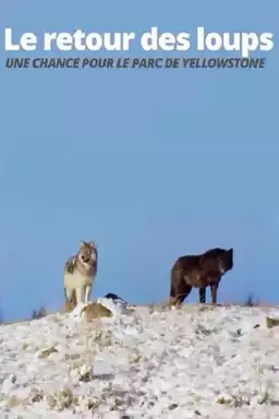 Le retour des loups: Une chance pour le parc de Yellowstone