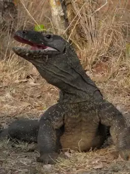 The Natural World--Komodo: The Deadly Bite