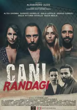 Cani randagi