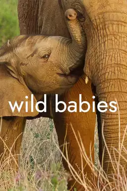 Wild Babies