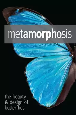 Metamorphosis: The Design and Beauty of Butterflies