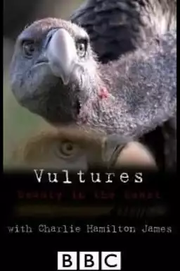 Vultures: Beauty in the Beast