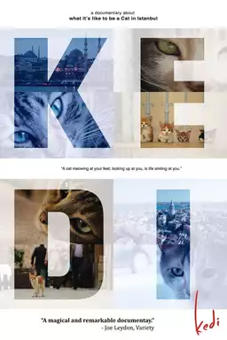 Kedi