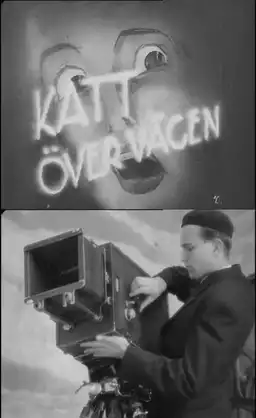 Katt över vägen