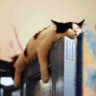 avatar fallback